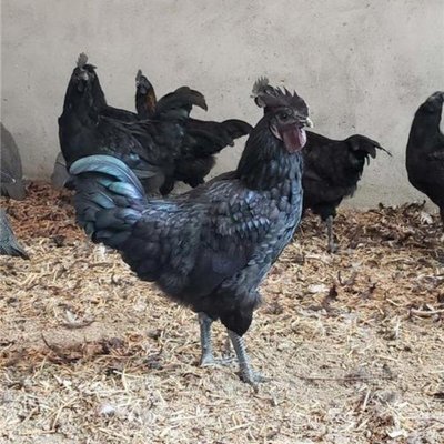 快大型黑羽烏雞苗供應(yīng)與養(yǎng)殖技術(shù)培訓(xùn)指南