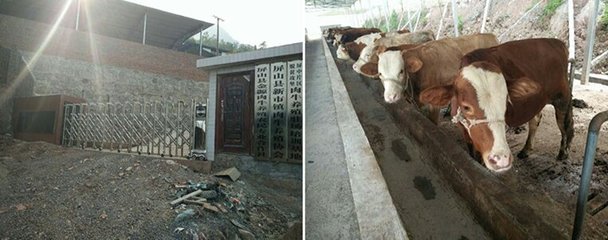 提升養(yǎng)殖技能 促進(jìn)農(nóng)戶增收 家禽養(yǎng)殖技術(shù)培訓(xùn)的關(guān)鍵路徑