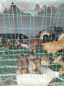 家禽健康養殖新趨勢 從專業培訓到家庭樂園的實踐