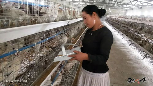 舊廠房的華麗逆襲 家禽養殖技術培訓背后的轉型力量