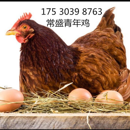 河南地區60天海蘭褐青年雞批量出欄 把握良機，提升家禽養殖效益