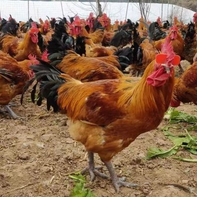 快大型青腳麻公雞養殖與種苗批發全攻略 從鐵腳麻雞苗到高效養殖技術培訓