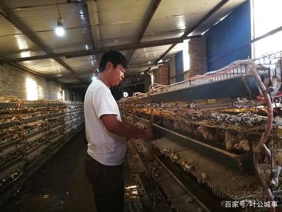 小鵪鶉成就大夢想 家禽養殖的技術培訓指南